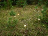 Amanita amerimuscaria image
