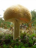 Amanita amerimuscaria image