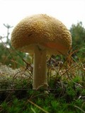 Amanita amerimuscaria image