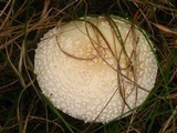 Amanita amerimuscaria image