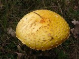 Amanita amerimuscaria image