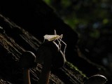 Mycena galericulata image