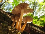 Mycena galericulata image