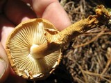 Cystoderma fallax image