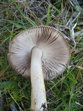Amanita sect. Vaginatae image