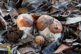 Leccinum manzanitae image