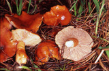 Lactarius subflammeus image