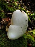 Clitocybe robusta image