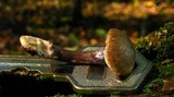 Entoloma tjallingiorum image