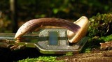 Entoloma tjallingiorum image