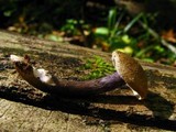 Entoloma tjallingiorum image