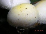 Hygrophorus chrysodon image