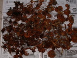 Cortinarius cinnamomeus image