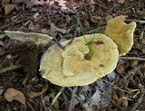 Onnia tomentosa image