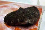 Hexagonia hydnoides image