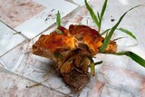 Coltricia duportii image