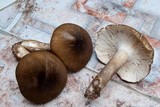 Cantharocybe brunneovelutina image