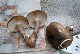 Cantharocybe brunneovelutina image