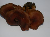 Cortinarius cinnamomeus image
