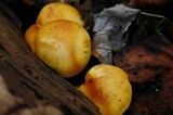 Gymnopilus luteus image