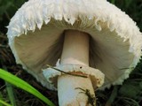 Leucoagaricus barssii image