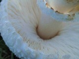 Leucoagaricus barssii image