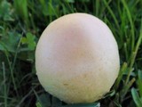 Leucoagaricus barssii image