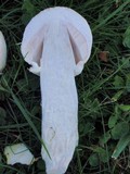 Leucoagaricus barssii image