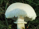 Leucoagaricus barssii image