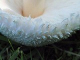 Leucoagaricus barssii image