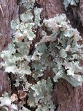 Platismatia glauca image