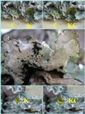 Platismatia glauca image