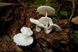Leucocoprinus cretaceus image