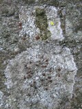 Caloplaca crenularia image