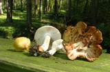 Inocybe fraudans image