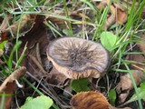 Pluteus thomsonii image