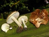 Inocybe fraudans image