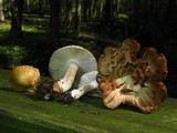 Inocybe fraudans image