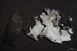 Umbilicaria vellea image
