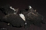 Umbilicaria vellea image
