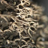 Umbilicaria vellea image