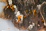 Calocera cornea image