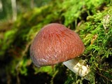 Psathyrella delineata image