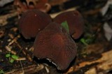 Psathyrella delineata image