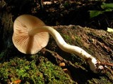 Entoloma sinuatum image