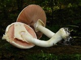 Agaricus leptocaulis image
