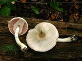 Agaricus leptocaulis image