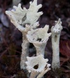 Cladonia deformis image