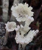 Cladonia deformis image