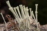 Cladonia deformis image